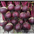 Red tropical vegetable  radish beetroot seeds